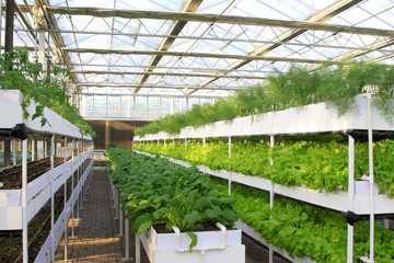 Soilless cultivation of green vegetables