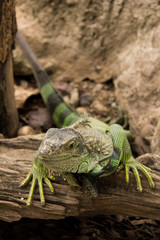 A green iguana.