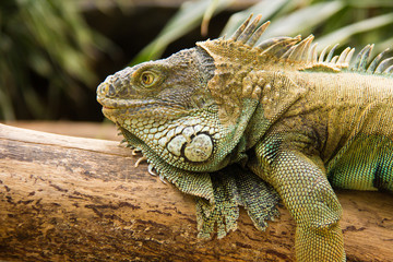 Obraz premium A green iguana.