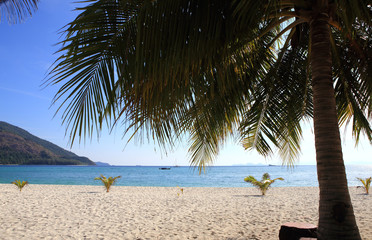 Beautiful palm on the beach. Andaman sea, Lipe island, Thailand