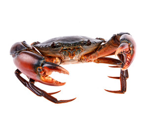 crab  in isolated on white background