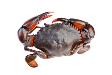 crab  in isolated on white background
