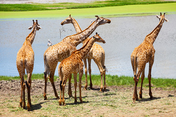 Naklejka na ściany i meble Group of Giraffes Eating Grass