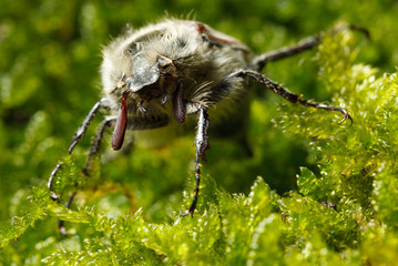 Macro of bug face