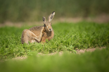 Brown Hare