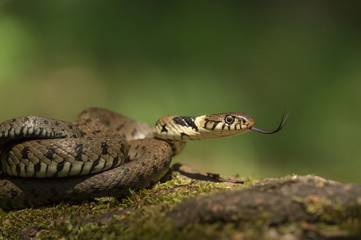 Fototapeta premium Grass Snake