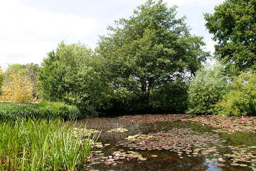 Small pond with water lilies