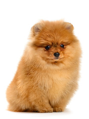 pomeranian puppy