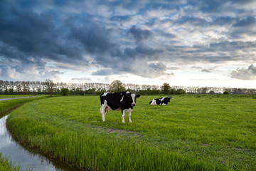Naklejka na ściany i meble black and white cows on pasture
