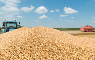 Obraz premium heap grain wheat