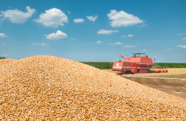 Obraz premium heap grain wheat