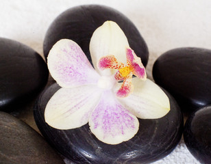 orchidée sur pierres zen