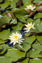 Water lily (Nymphaea)