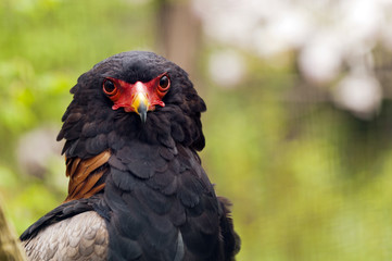 Bateleur
