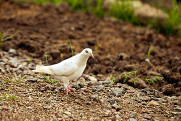 colorful pigeons feeding, walking on the ground