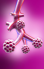 Alveoli