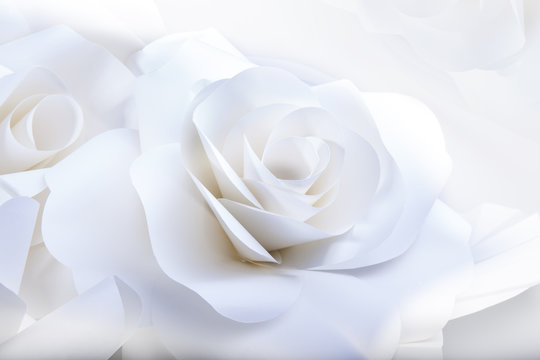 Beautiful white roses on white background.