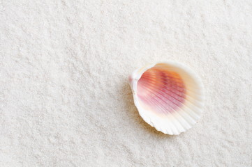 leere muschel auf sand