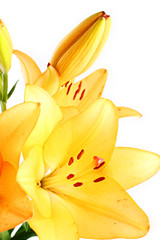 yellow lilly macro on white  background