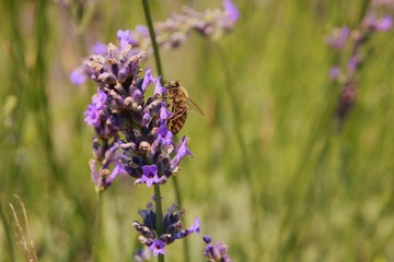 Purple lavender with bee