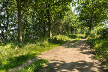 Sandy path through the woods in the middle of a sunny summer day