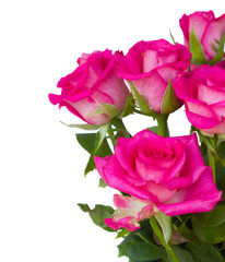 pink  roses close up