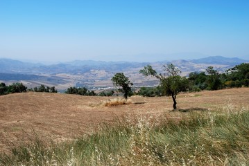 Wheat fields near Almogia, Andalusia © Arena Photo UK