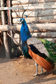 Portrait of beautiful peacock