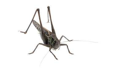 Grasshopper