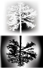 black and white pine silhouette
