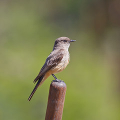 Say's Phoebe