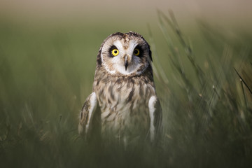 Short-eared owl, Asio flammeus