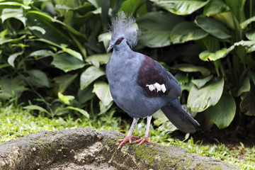 Southern crowned-pigeon, Goura scheepmakeri