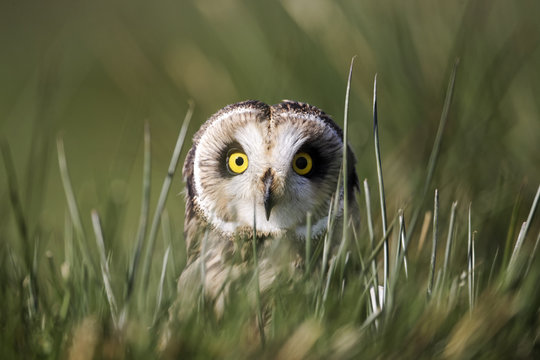 Short-eared owl, Asio flammeus