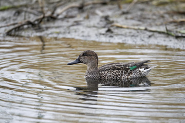 Teal, Anas crecca