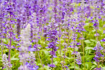 Fototapeta premium Waew Wichian (Angelonia goyazensis Benth; Thai style forget-me-n
