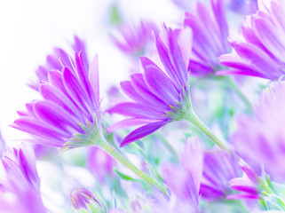 Obraz premium Gentle pink daisy flowers