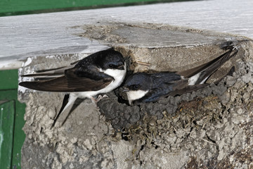House Martin, Delichon urbica