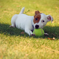 Jack Russel
