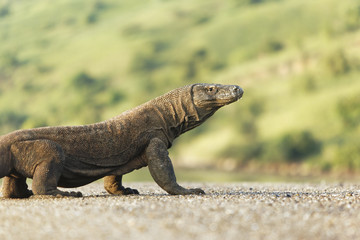Komodo dragon, Varanus komodoensis
