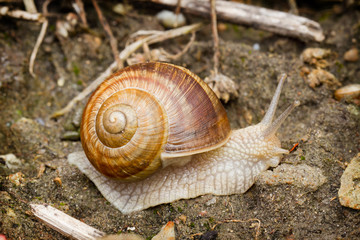 snail