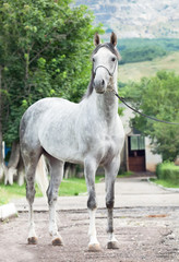 gray  racing arabian  stallion