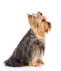Yorkshire Terrier sitting in profile. isolated on white 