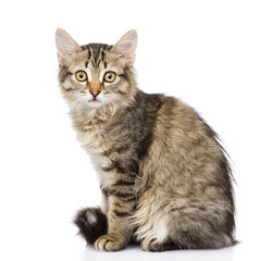 fluffy gray beautiful kitten. isolated on white background