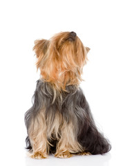 Yorkshire Terrier looking up. isolated on white background