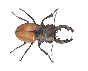Stag beetle