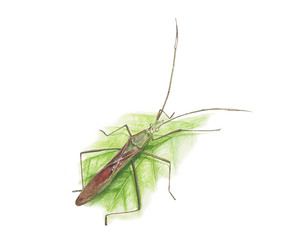 Rice bug