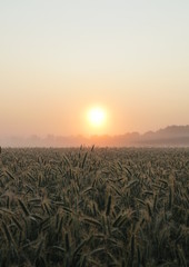success of the agricultural economy - rich harvest - sunrise