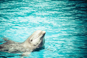A dolphin in a swimming pool