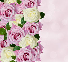 pink   and white roses